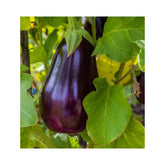 Hectarul - Seminte de vinete Halflange Violet, 2 grame